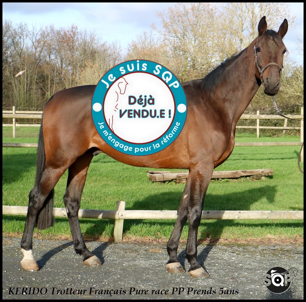 Lire la suite à propos de l’article « VENDU »KERIDO Trotteur Français 5ans
