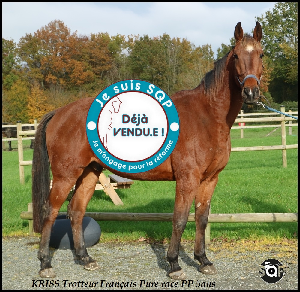Lire la suite à propos de l’article « VENDU »KRISS Trotteur Français 4ans