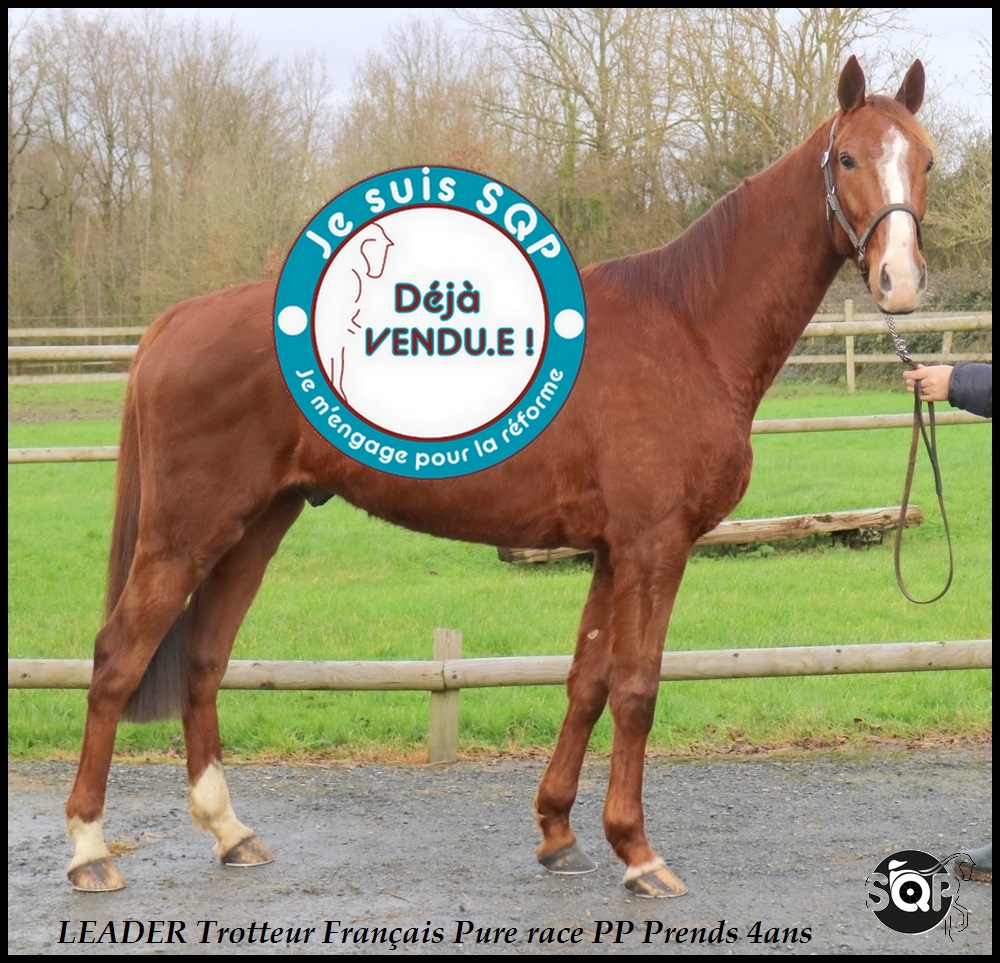 Lire la suite à propos de l’article « VENDU »LEADER Trotteur Français 4ans