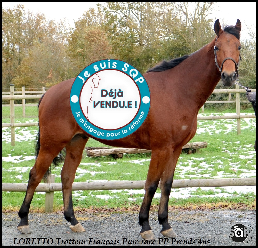 Lire la suite à propos de l’article « VENDU »LORETO Trotteur Français 3ans