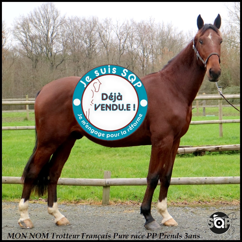 Lire la suite à propos de l’article « VENDU »MON NOM Trotteur Français 3ans