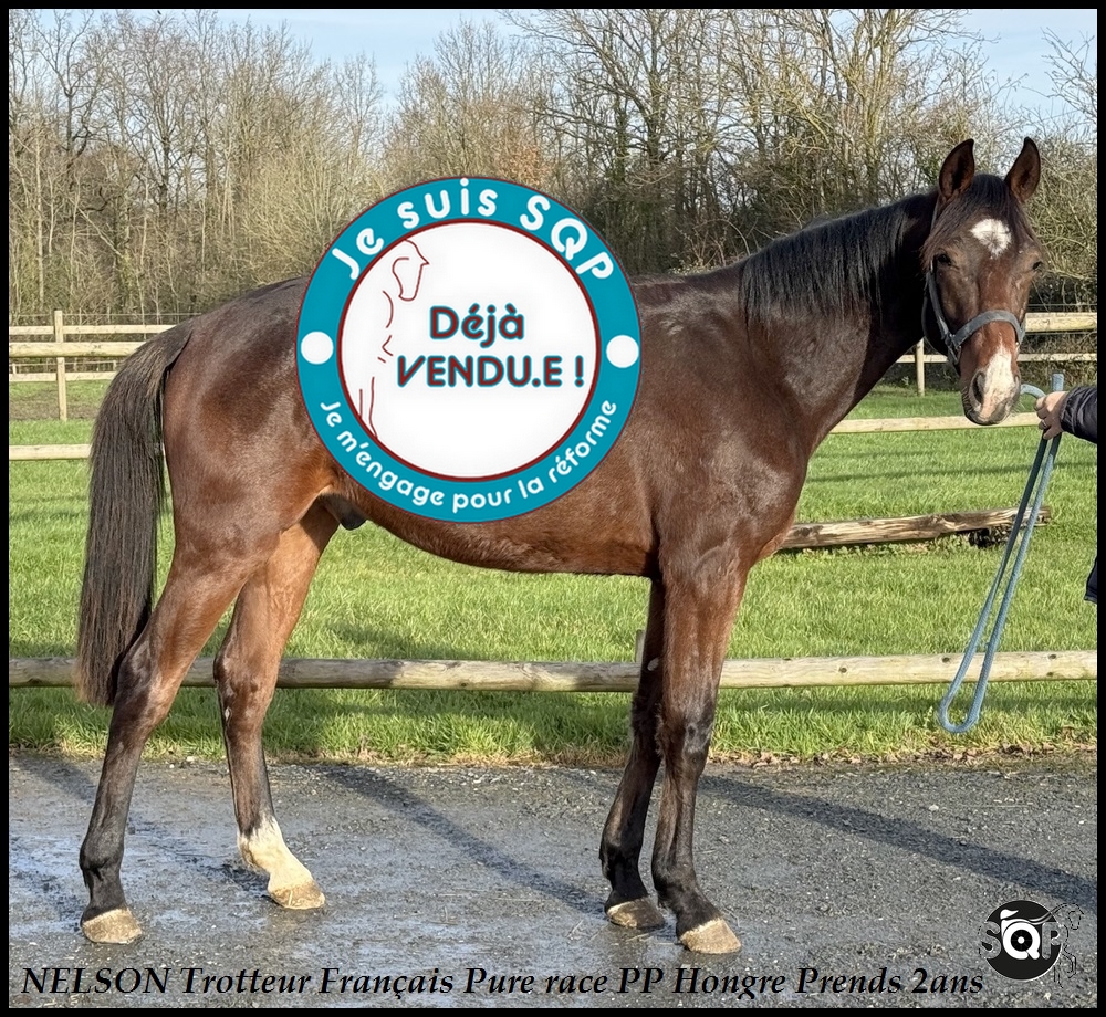 Lire la suite à propos de l’article « VENDU »NELSON Trotteur Français 2ans