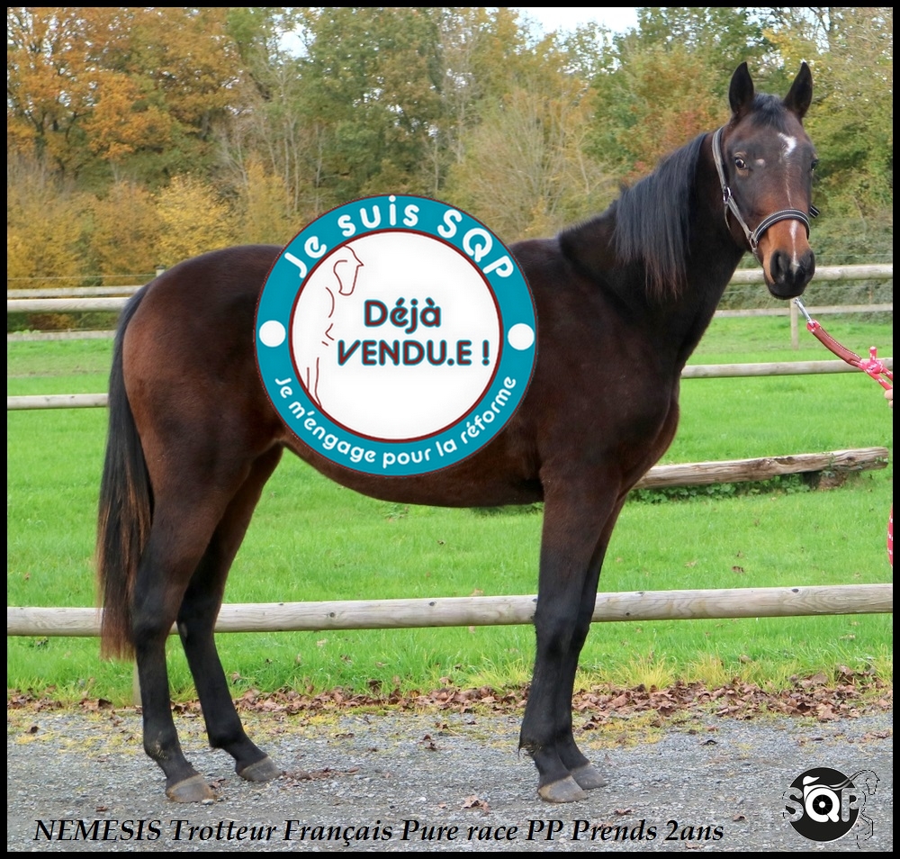 Lire la suite à propos de l’article « VENDUE »NEMESIS Trotteur Français 18 Mois