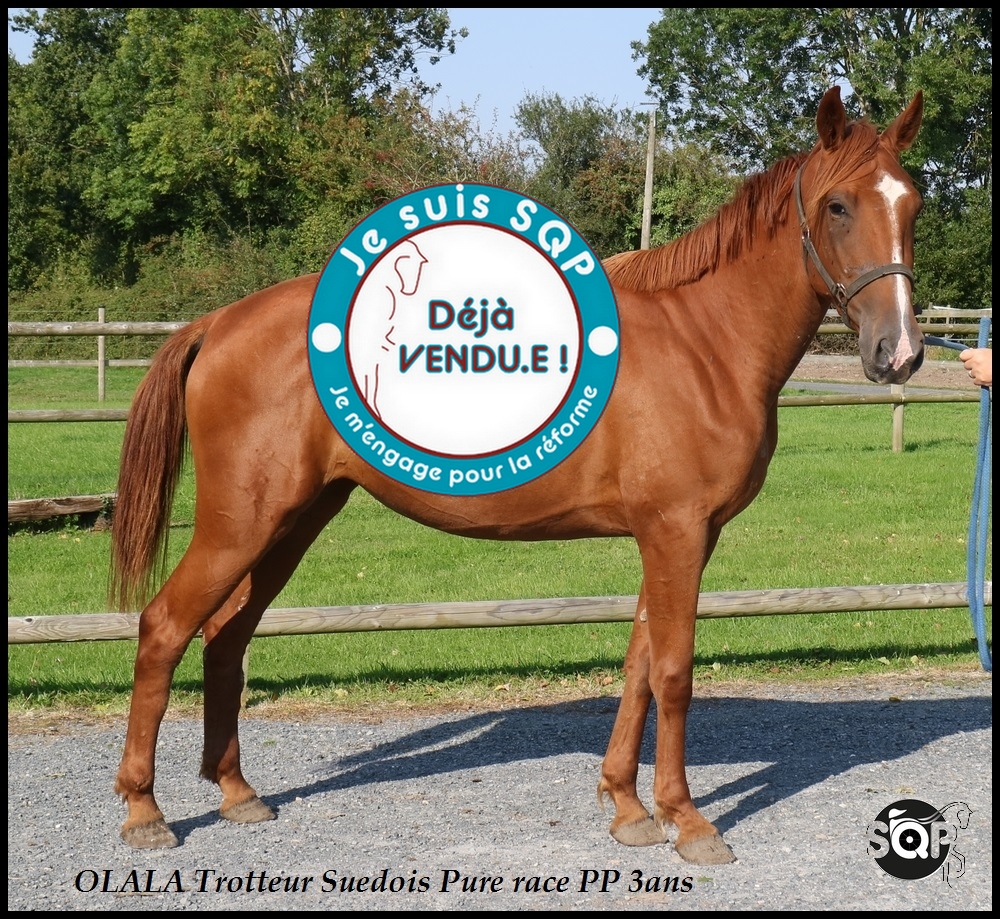 Lire la suite à propos de l’article « VENDUE »OLALA Trotteur Hol 3ans