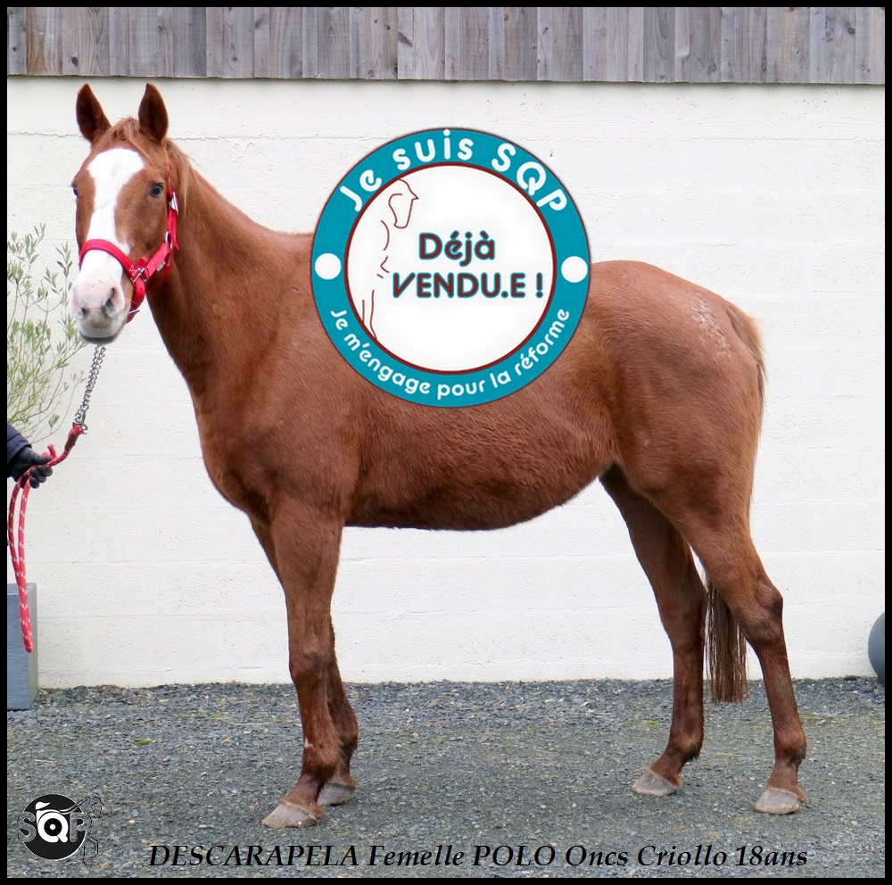 Lire la suite à propos de l’article « VENDUE » DESCAPELA ONCS 19ans