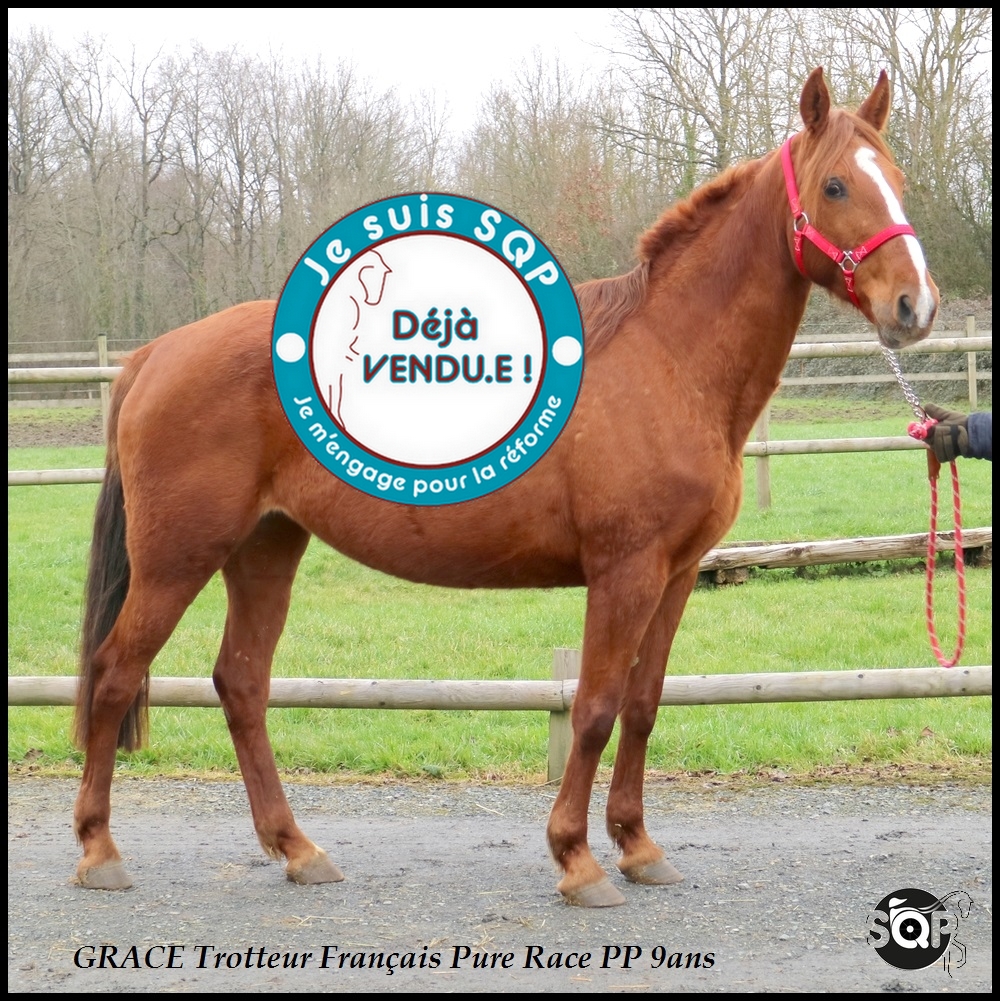 Lire la suite à propos de l’article « VENDUE »GRACE Trotteur Français 9ans