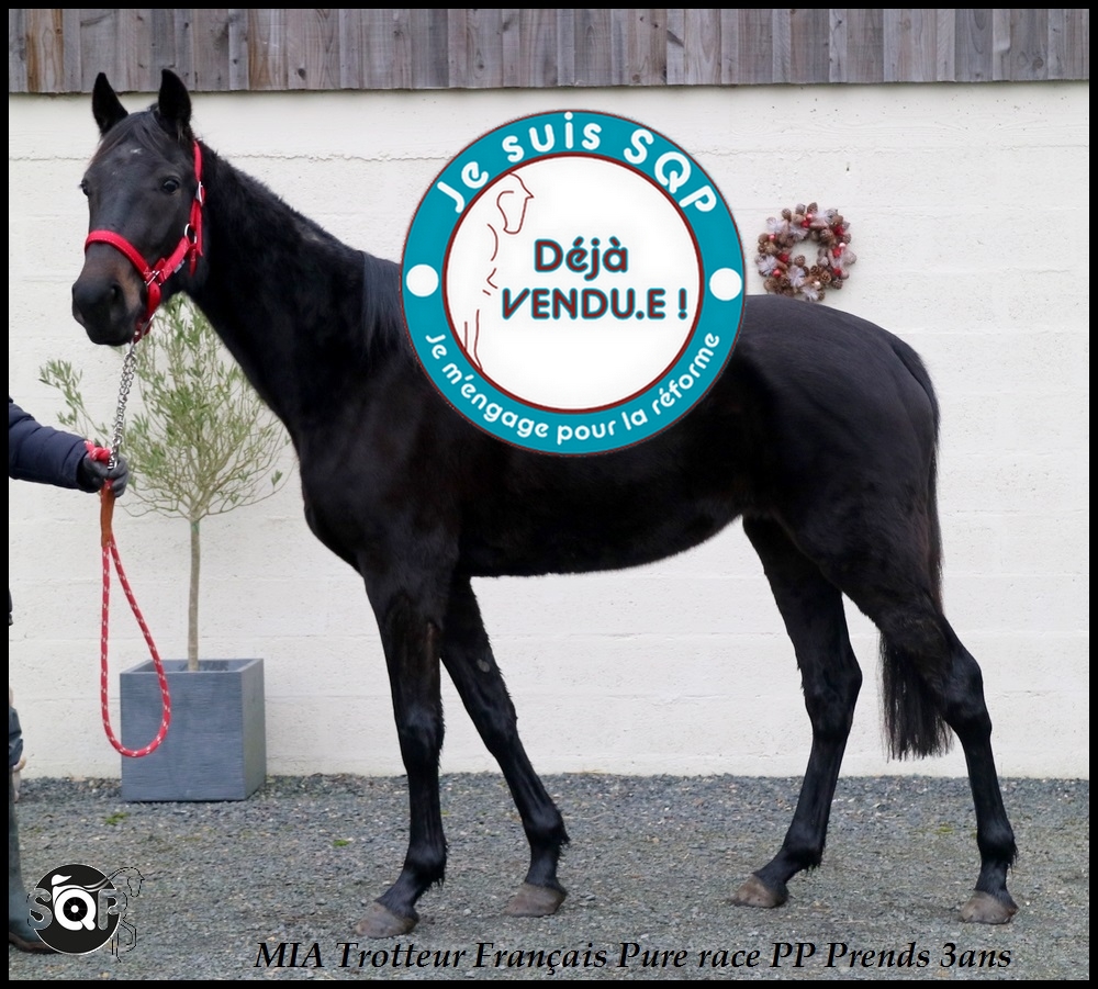 Lire la suite à propos de l’article « VENDUE »MIA Trotteur Français 3ans