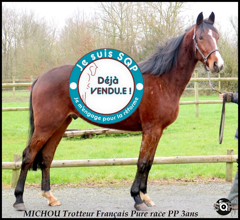 Lire la suite à propos de l’article « VENDU »MICHOU Trotteur Français 3ans