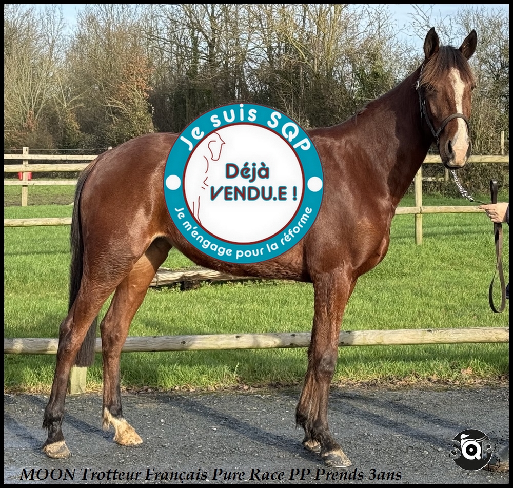 Lire la suite à propos de l’article « VENDUE »MOON Trotteur Français 3ans