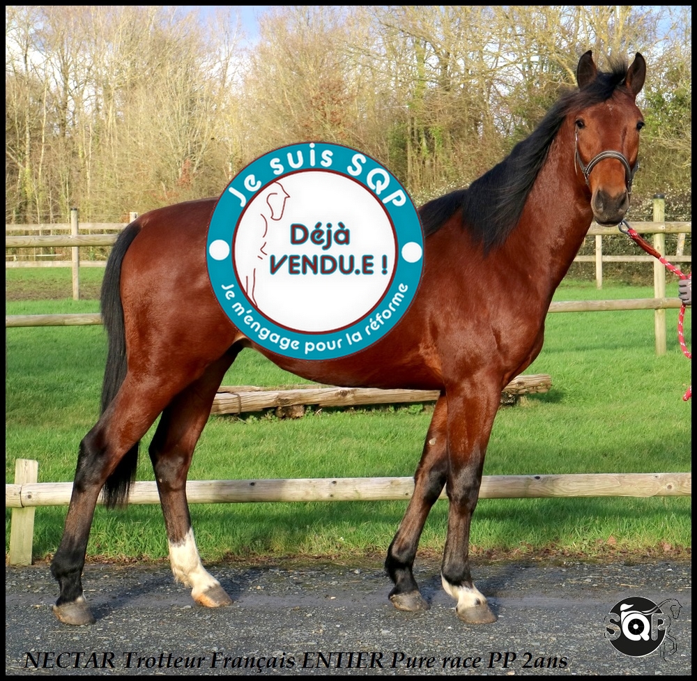Lire la suite à propos de l’article « VENDU »NECTAR Trotteur Français 2ans