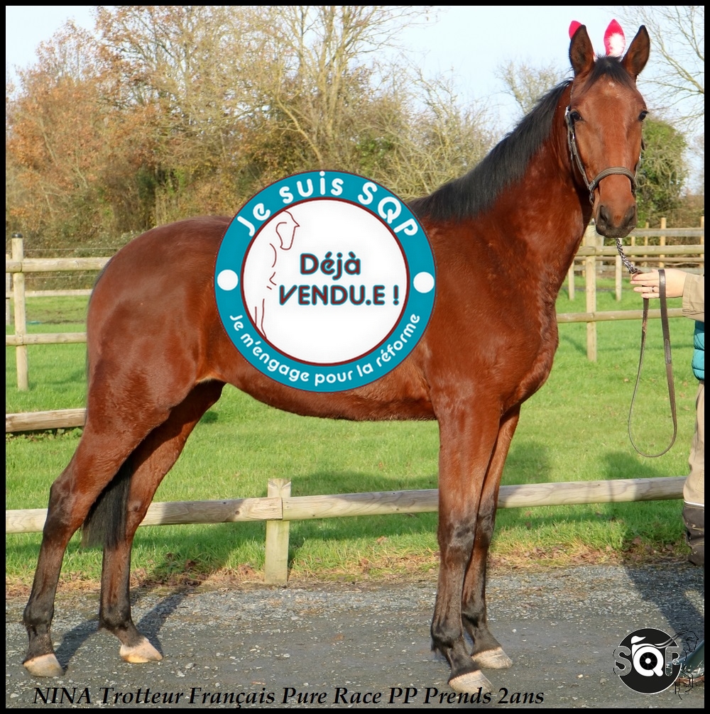 Lire la suite à propos de l’article « VENDUE »NINA Trotteur Français 2ans