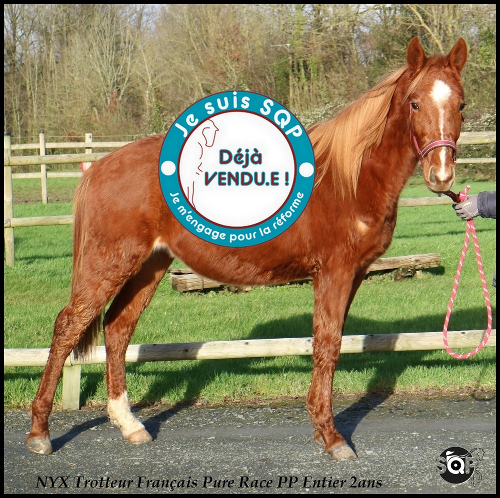 Lire la suite à propos de l’article « VENDU »NYX Trotteur Français 2ans