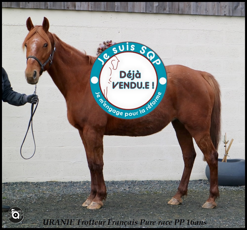 Lire la suite à propos de l’article « VENDUE »URANIE Trotteur Français 17ans