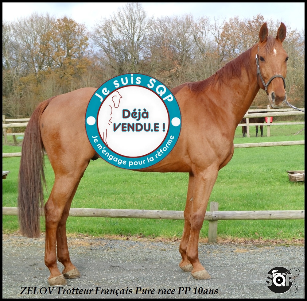 Lire la suite à propos de l’article « VENDU »ZELOV Trotteur Etranger 11ans