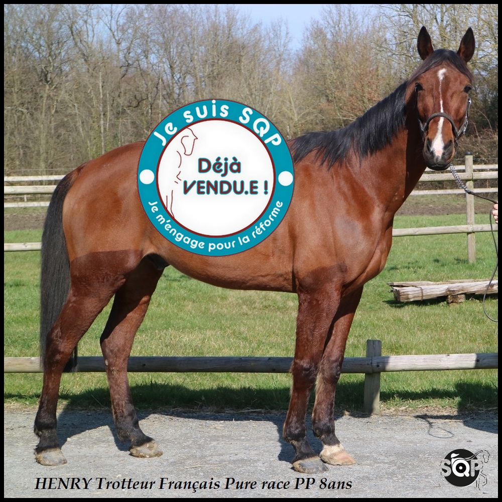 Lire la suite à propos de l’article « VENDU »HENRY Trotteur Français 8ans
