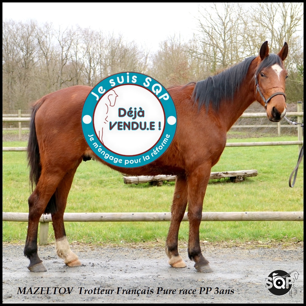 Lire la suite à propos de l’article « VENDU »MAZEL TOV Trotteur Français 3ans