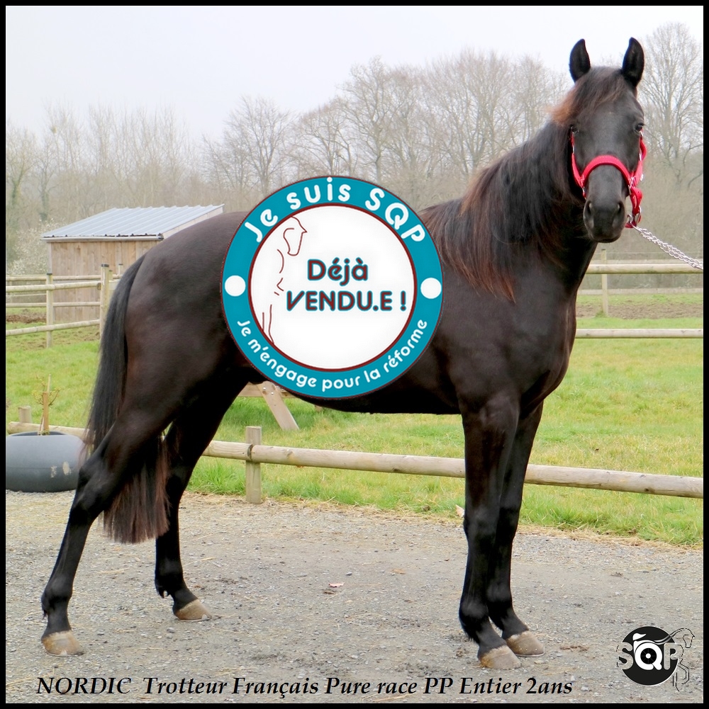Lire la suite à propos de l’article « VENDU »NORDIC Trotteur Français 2ans