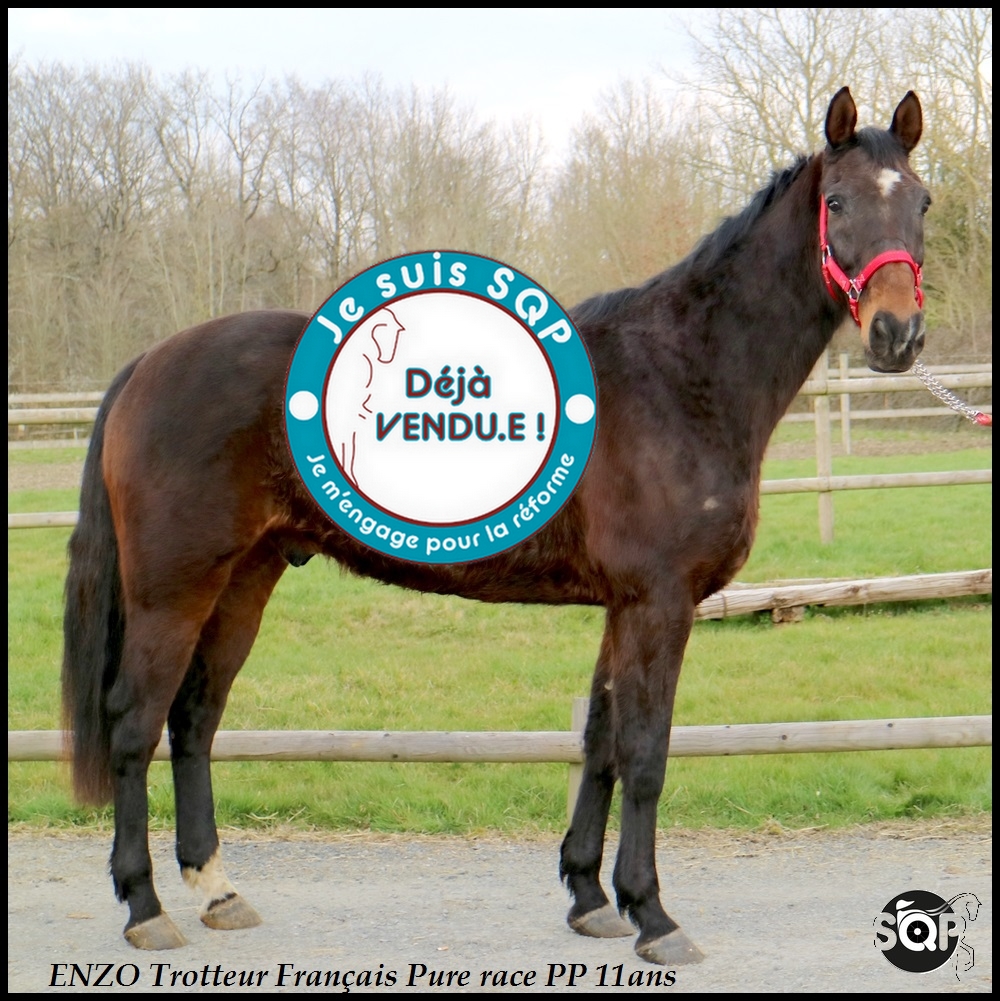 Lire la suite à propos de l’article « VENDU »ENZO Trotteur Français 11ans