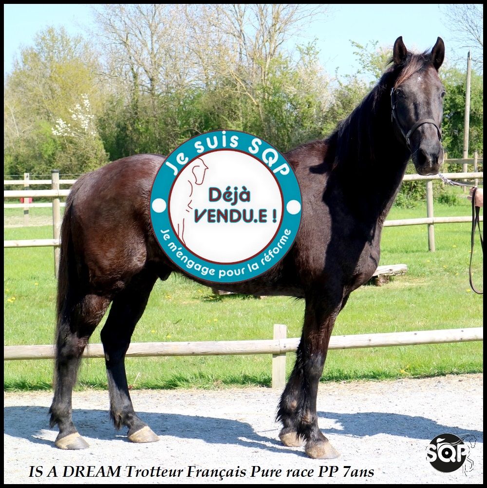 Lire la suite à propos de l’article « VENDU »IS A DREAM Trotteur Français 7ans