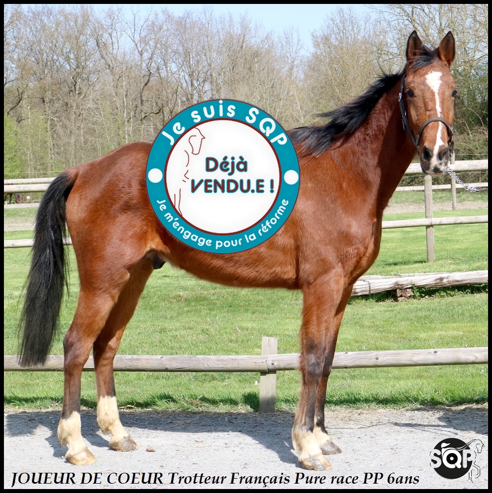 Lire la suite à propos de l’article « VENDU »JOUEUR Trotteur Français 6ans