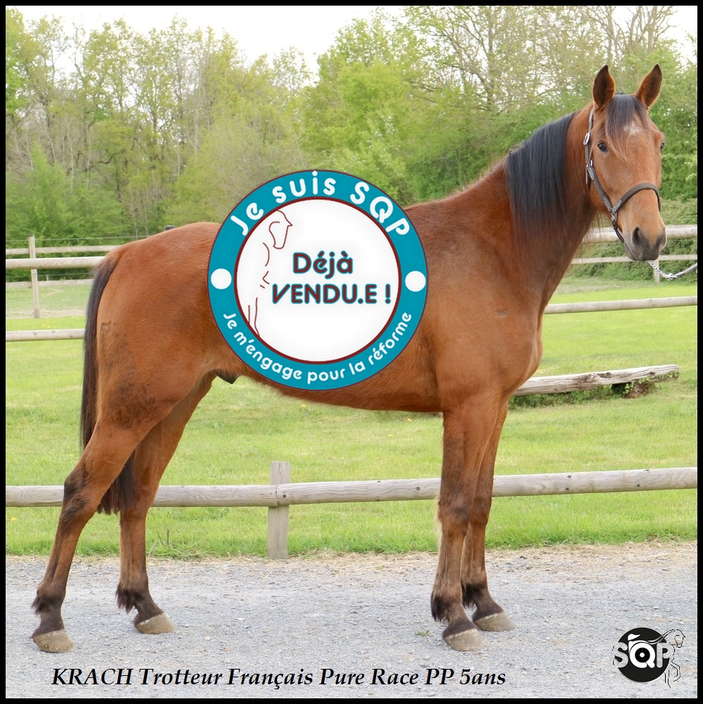 Lire la suite à propos de l’article « VENDU »KRACH Trotteur Français 5ans