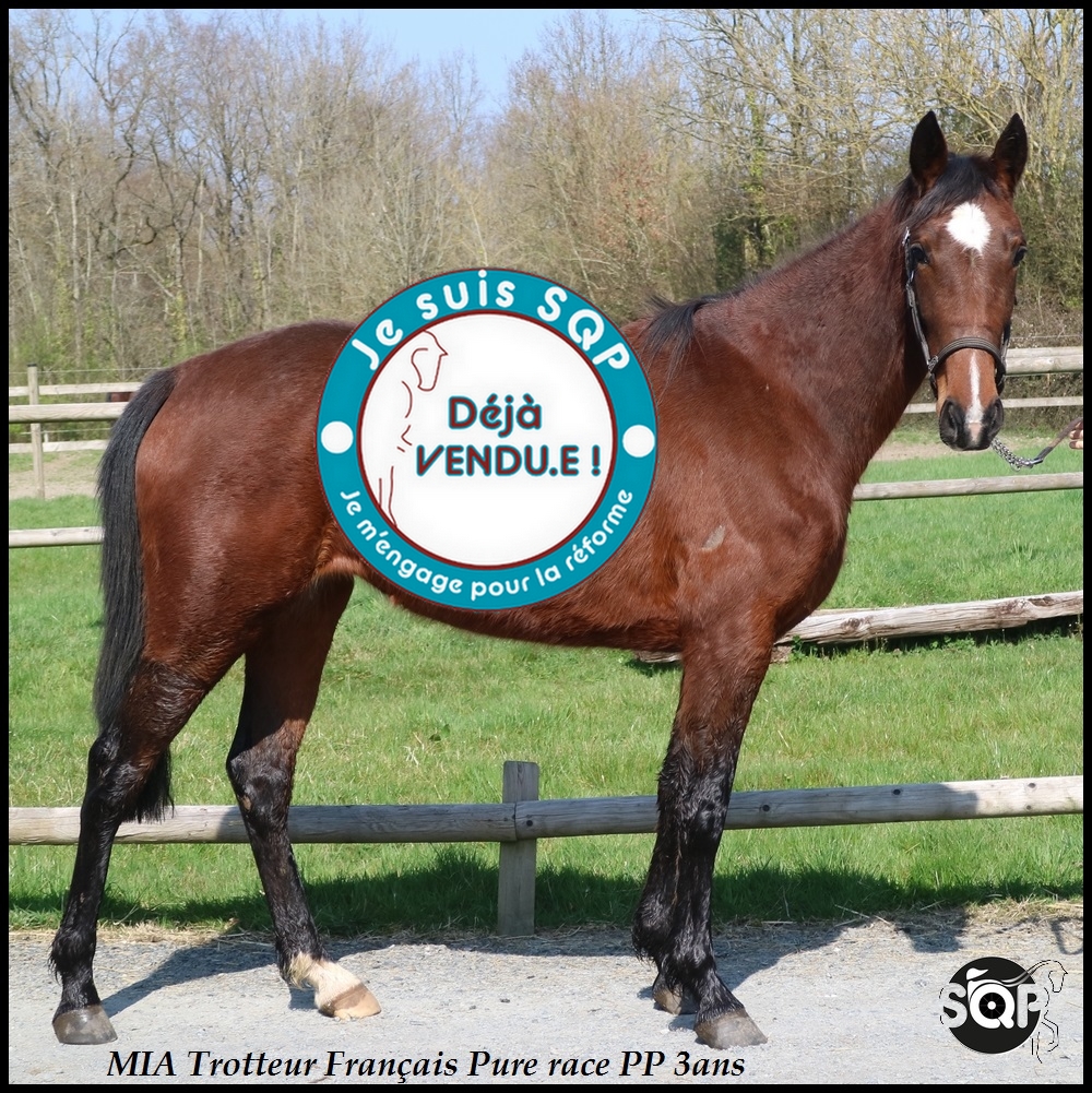 Lire la suite à propos de l’article « VENDUE »MIA Trotteur Français 3ans