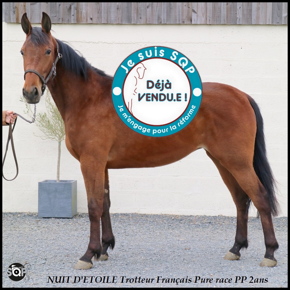 Lire la suite à propos de l’article « VENDUE »NUIT Trotteur Français 2ans