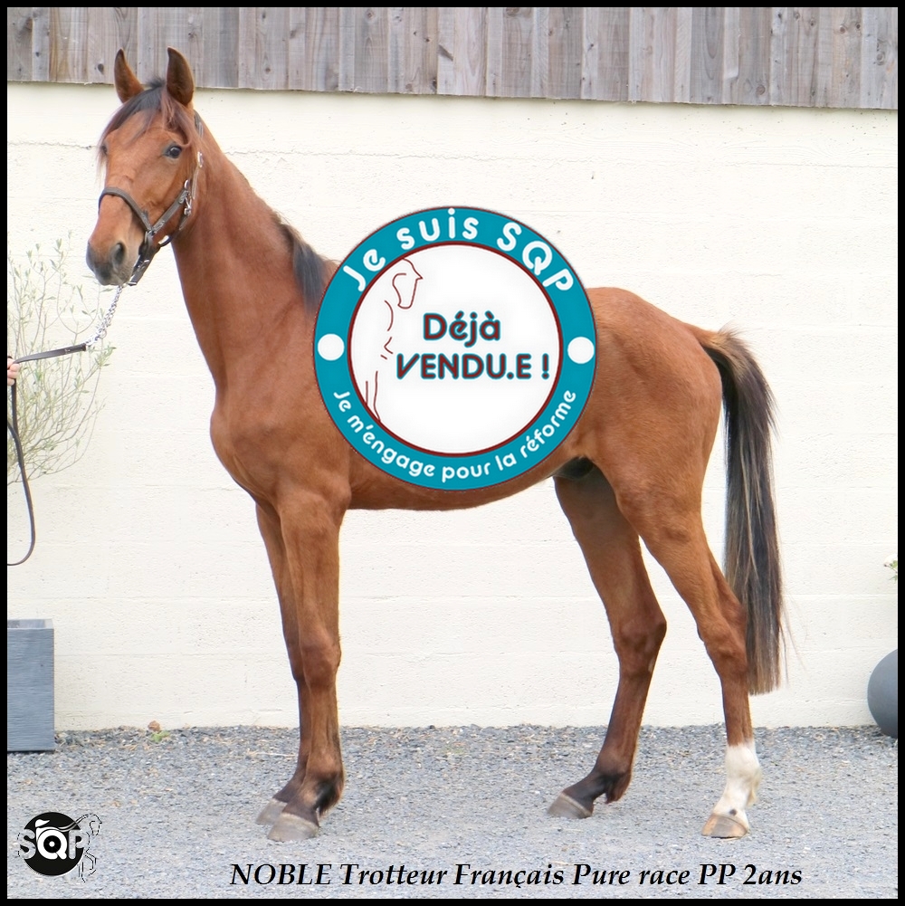 Lire la suite à propos de l’article « VENDU »NOBLE Trotteur Français 2ans