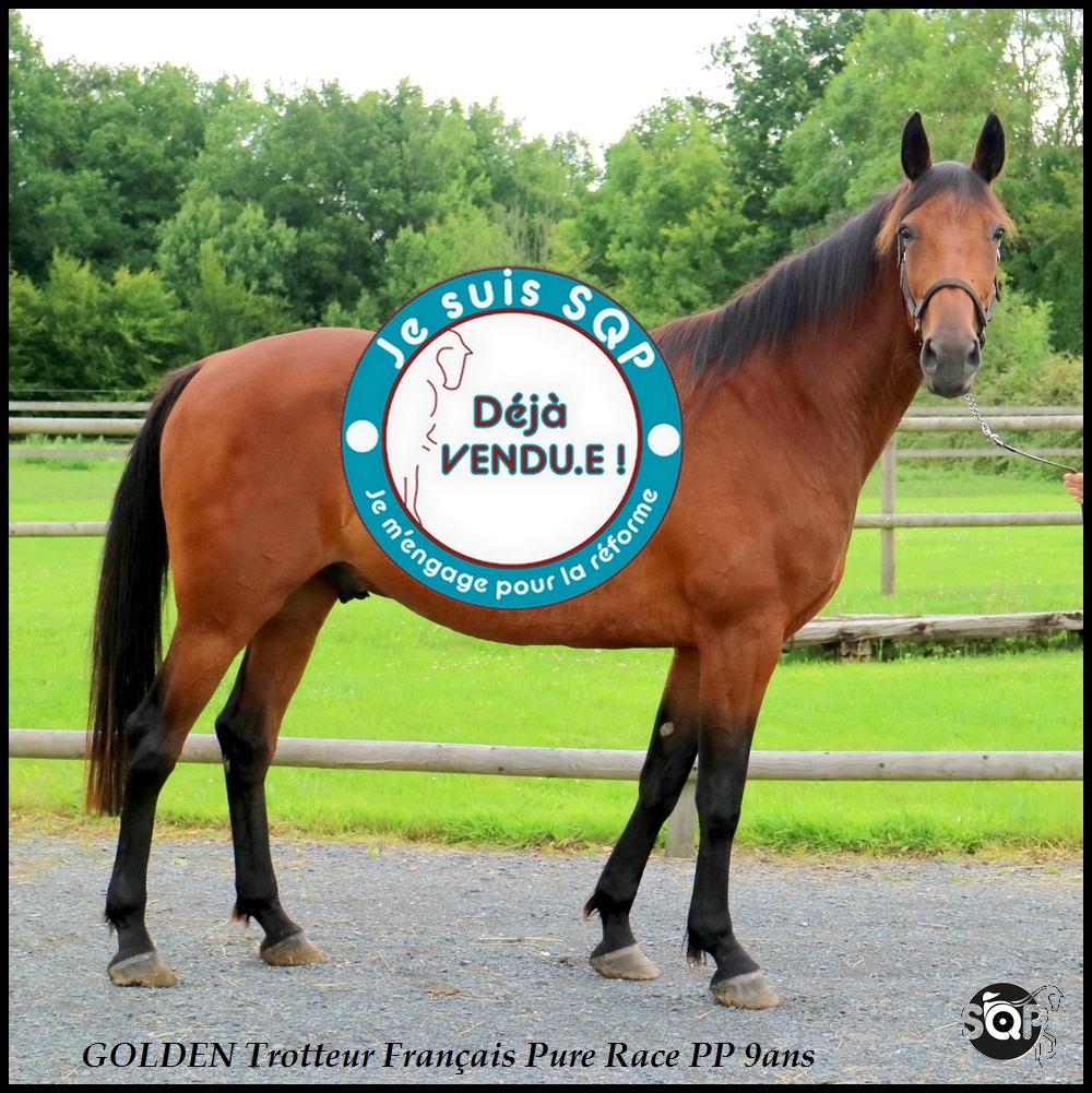 Lire la suite à propos de l’article « VENDU »GOLDEN Trotteur Français 9ans