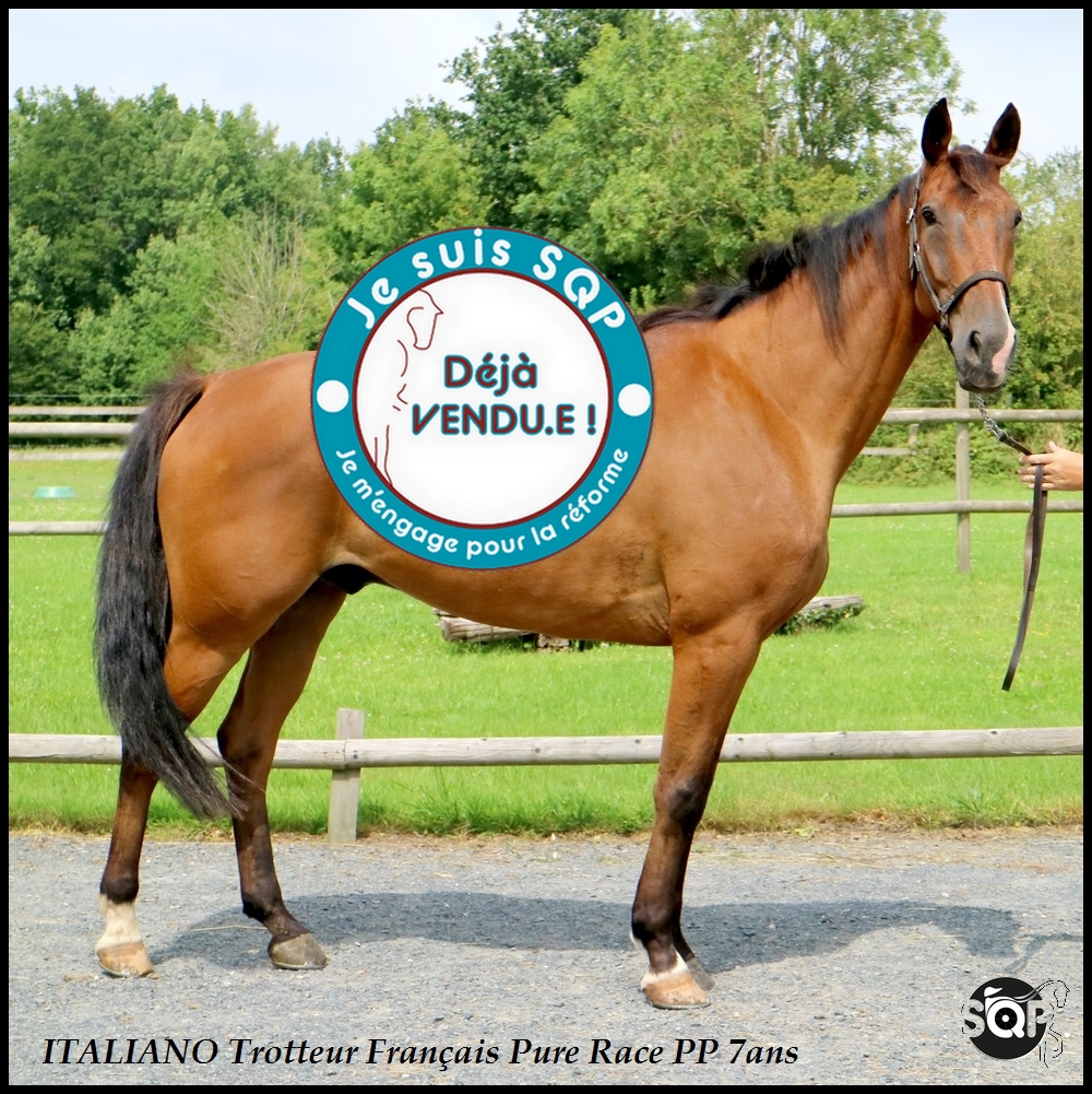 Lire la suite à propos de l’article « VENDU »ITALIANO Trotteur Français 7ans