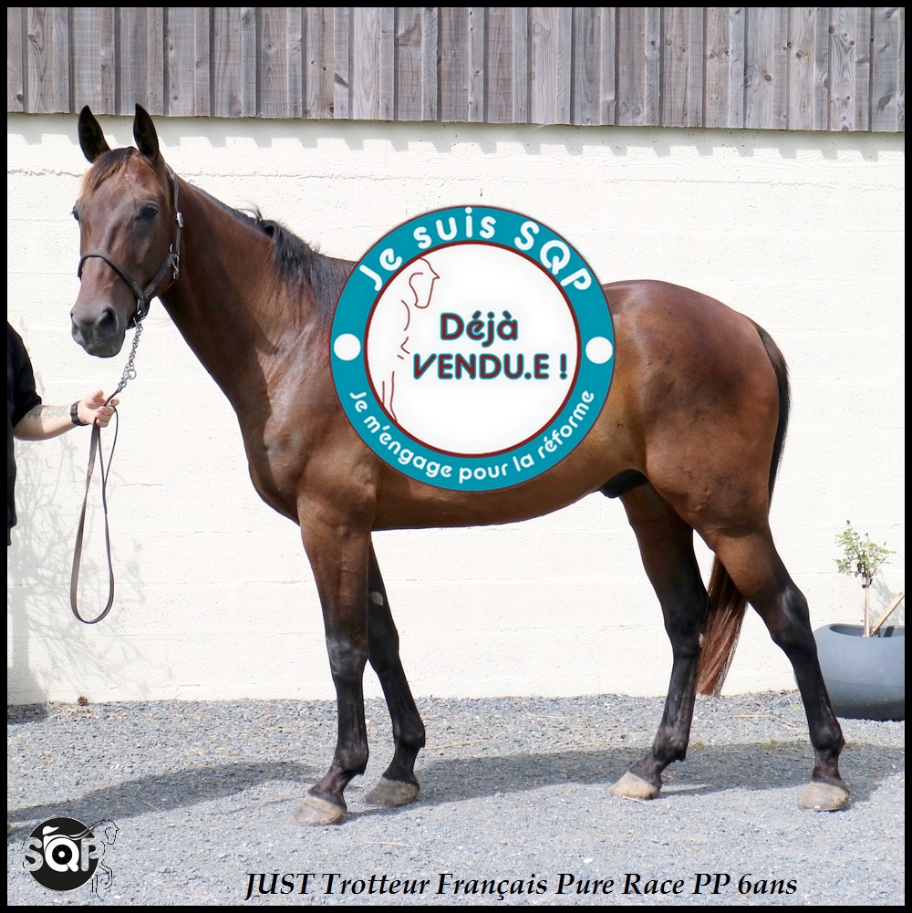 Lire la suite à propos de l’article « VENDU »JUST Trotteur Français 7ans