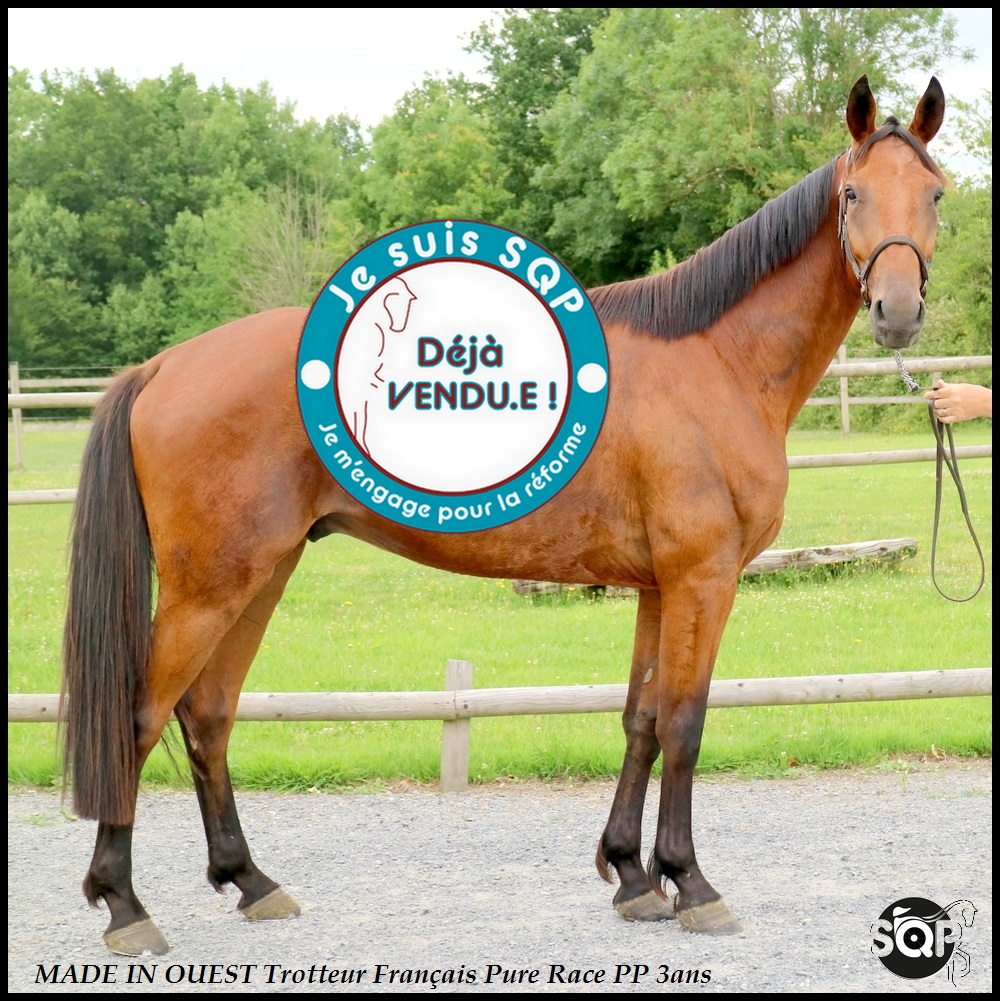Lire la suite à propos de l’article « VENDU »MADE IN OUEST Trotteur 3ans