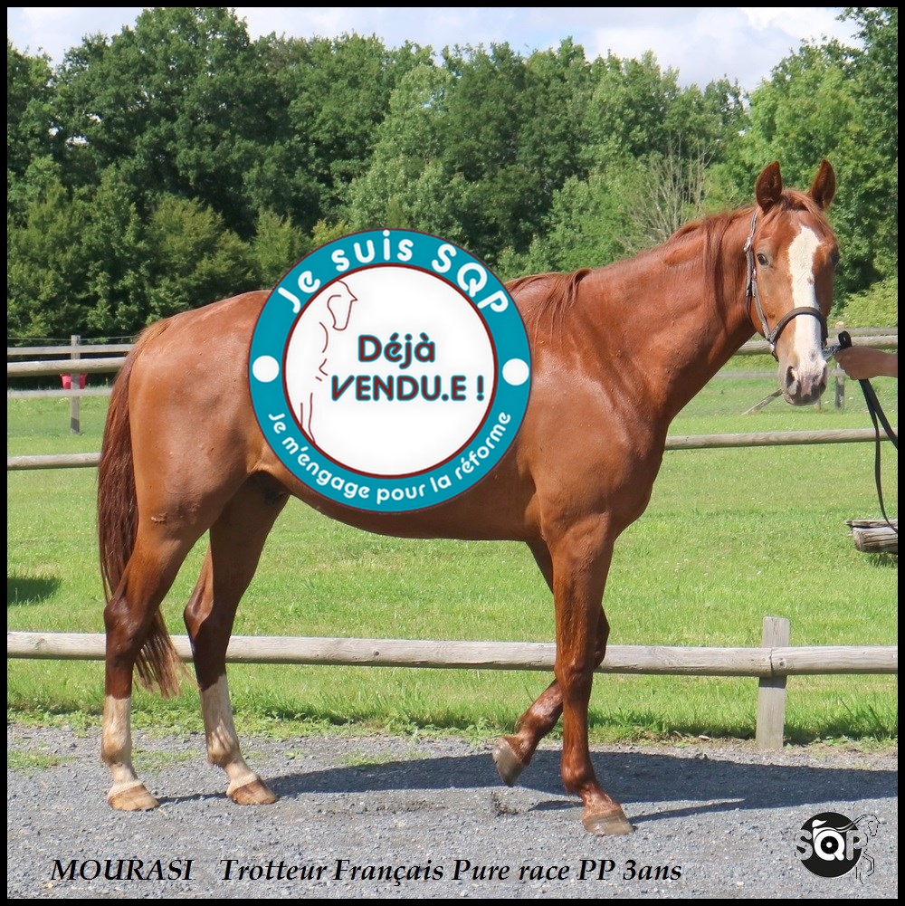 Lire la suite à propos de l’article « VENDU »MOURASI Trotteur Français 3ans