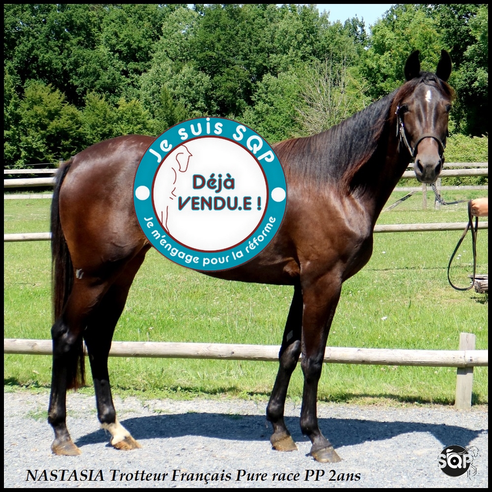 Lire la suite à propos de l’article « VENDUE »NASTASIA Trotteur Français 2ans