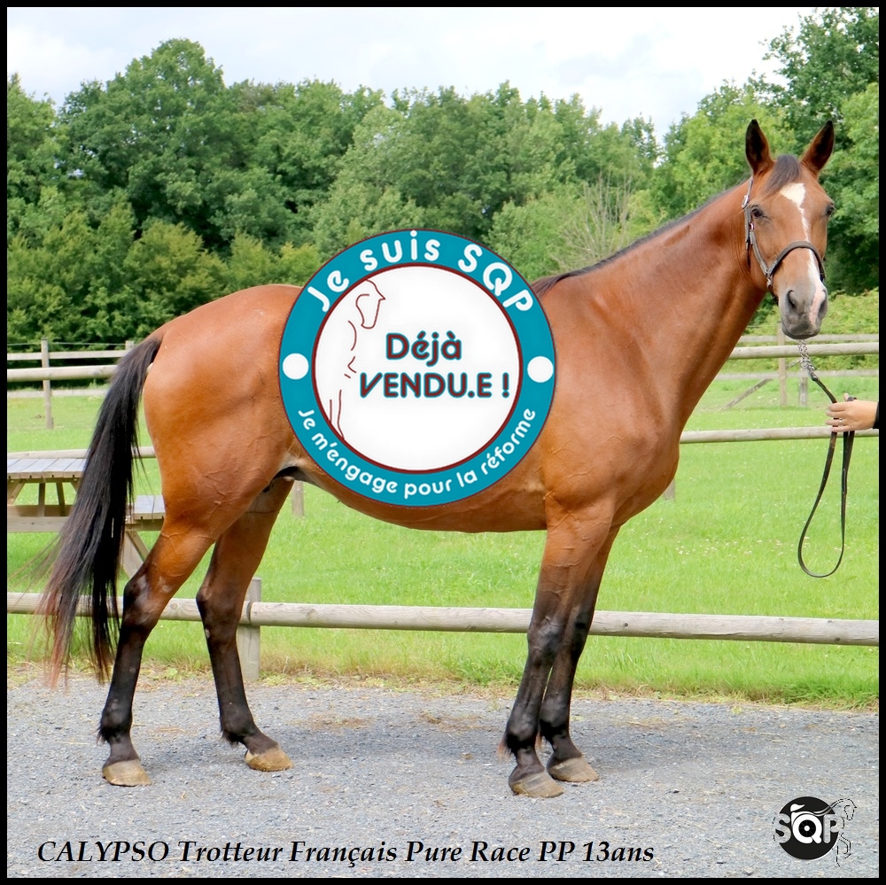 Lire la suite à propos de l’article « VENDUE »CALYPSO Trotteur Français 13ans