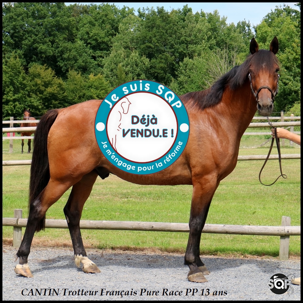 Lire la suite à propos de l’article « VENDU »CANTIN Trotteur Français 13ans