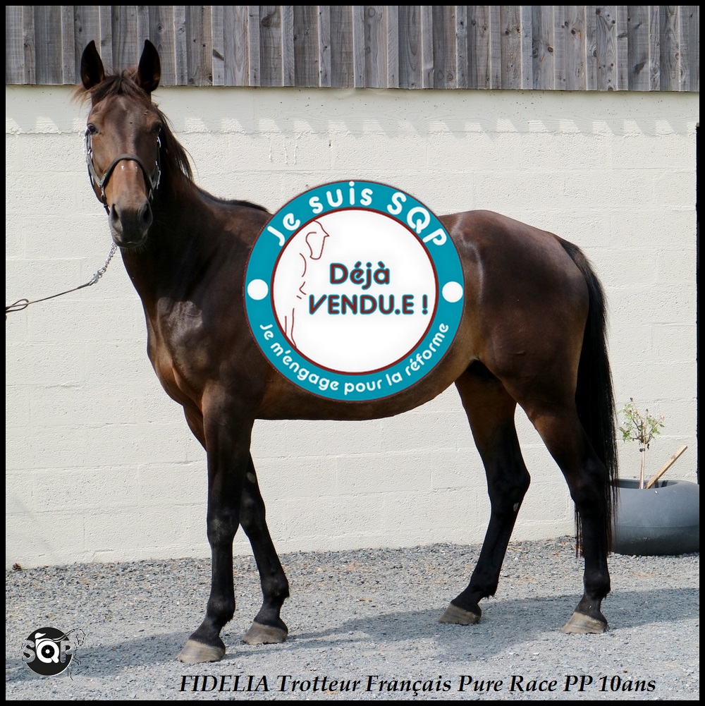 Lire la suite à propos de l’article « VENDUE »FIDELIA Trotteur Français 10ans