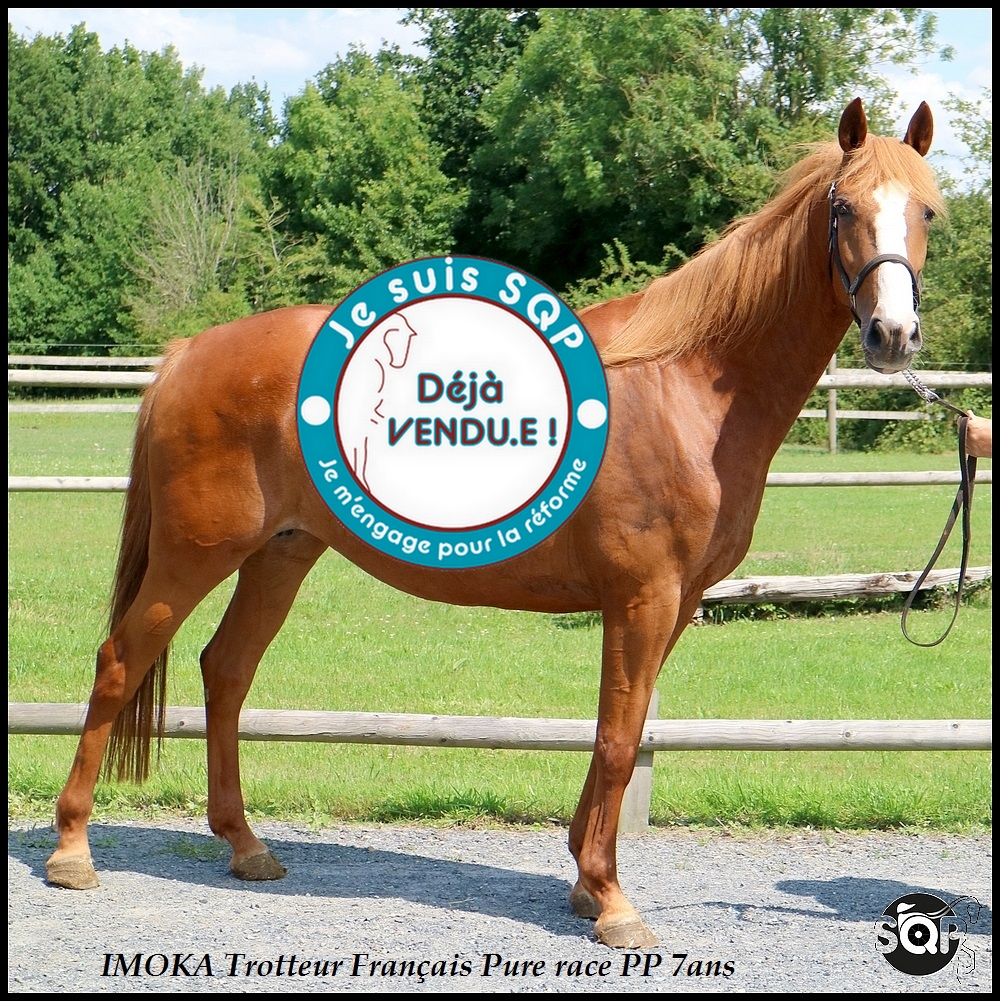 Lire la suite à propos de l’article « VENDUE »IMOKA Trotteur Français 7ans