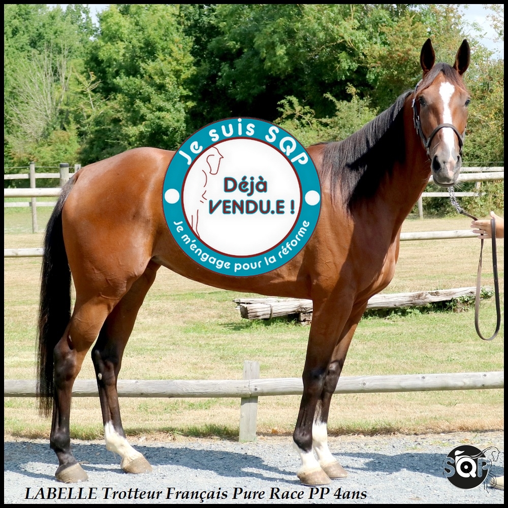 Lire la suite à propos de l’article « VENDUE »LABELLE Trotteur Français 4Ans