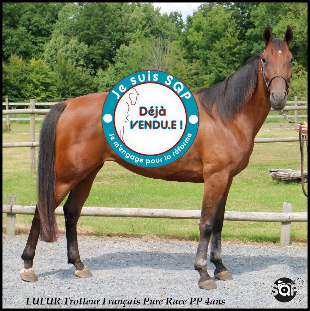 Lire la suite à propos de l’article « VENDUE »LUEUR Trotteur Français 4ans