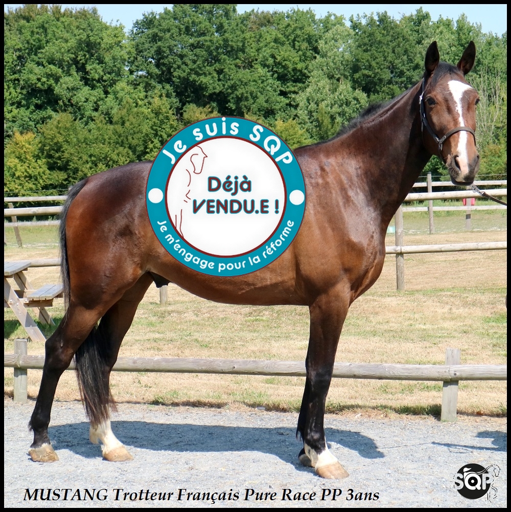 Lire la suite à propos de l’article « VENDU »MUSTANG Trotteur Français 3ans