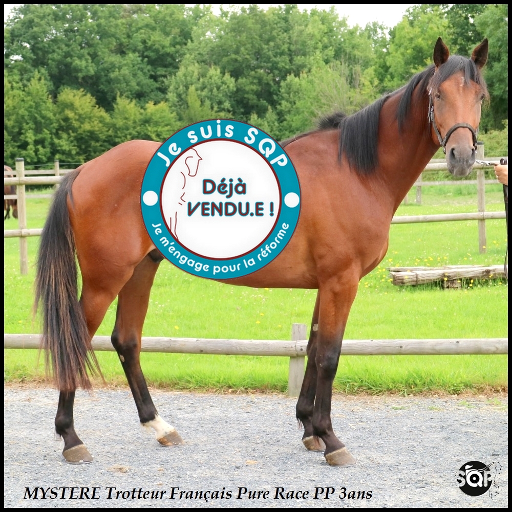 Lire la suite à propos de l’article « VENDU »MYSTERE Trotteur Français 3ans