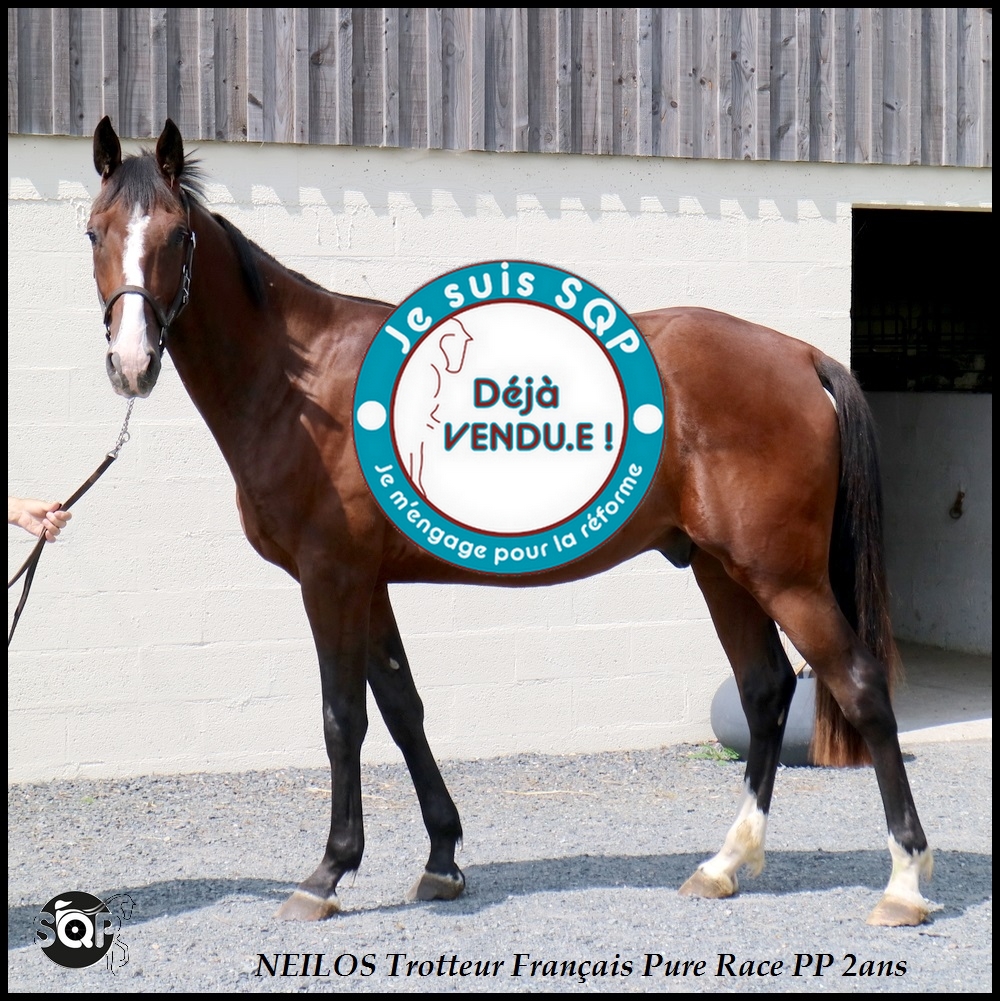 Lire la suite à propos de l’article « VENDU »NEILOS Trotteur Français 2ans