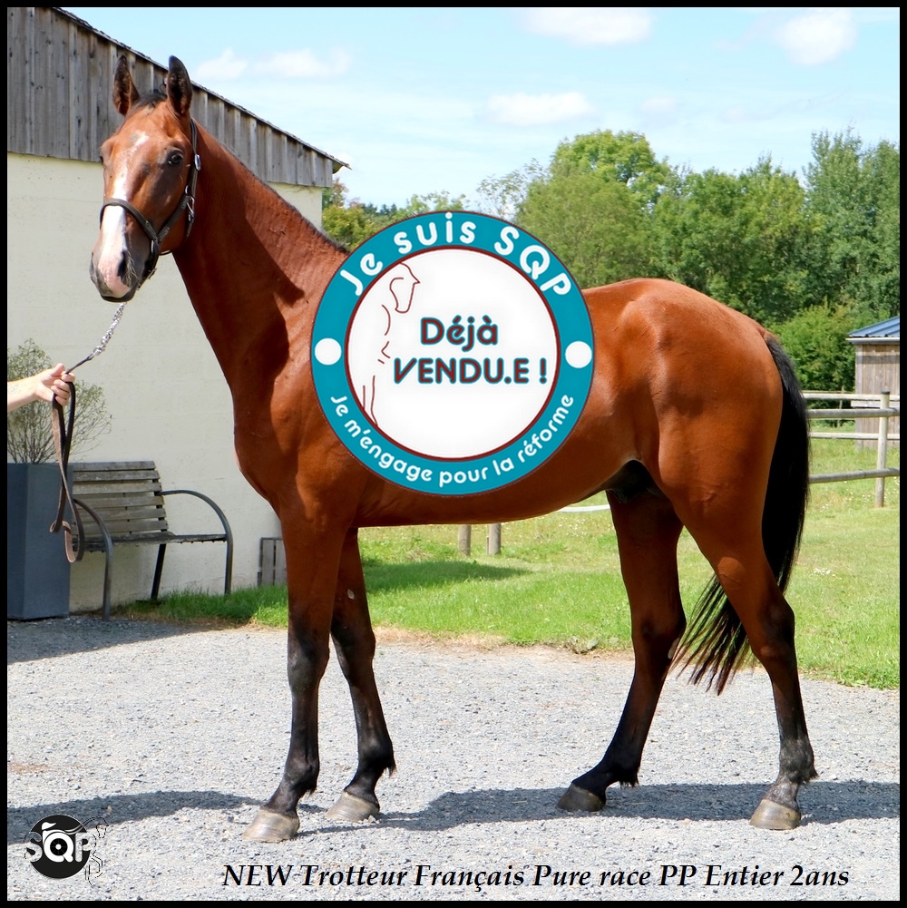 Lire la suite à propos de l’article « VENDU »NEW Trotteur Français 2ans