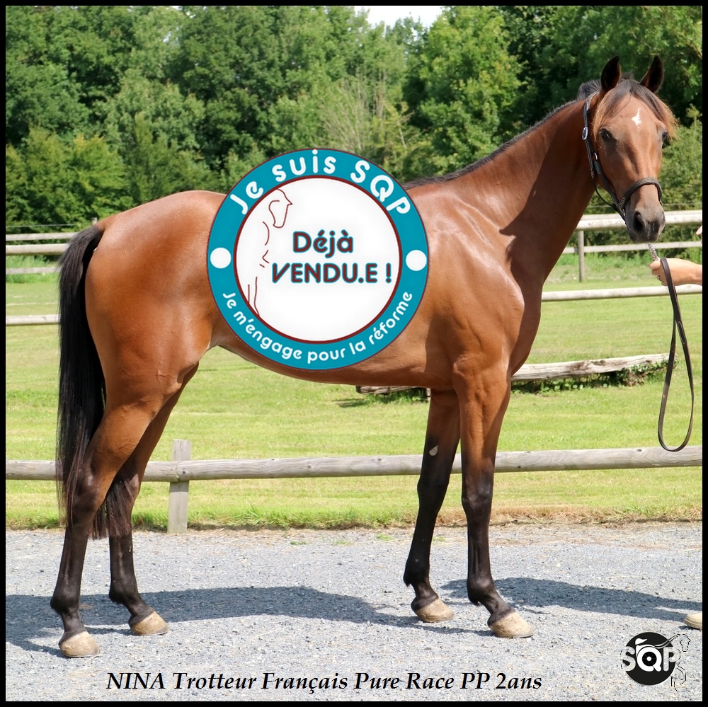 Lire la suite à propos de l’article « VENDUE »NINA Trotteur Français 2ans