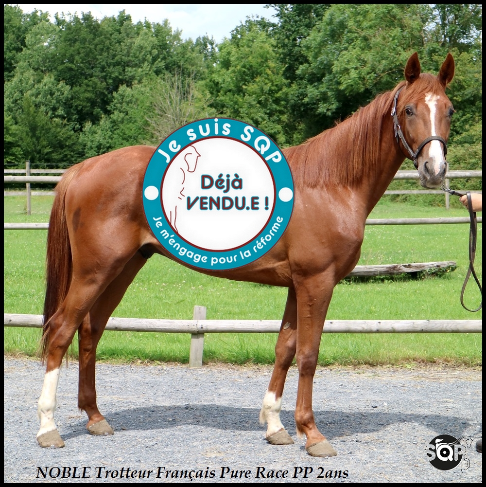 Lire la suite à propos de l’article « VENDU »NOBLE Trotteur Français 2ans