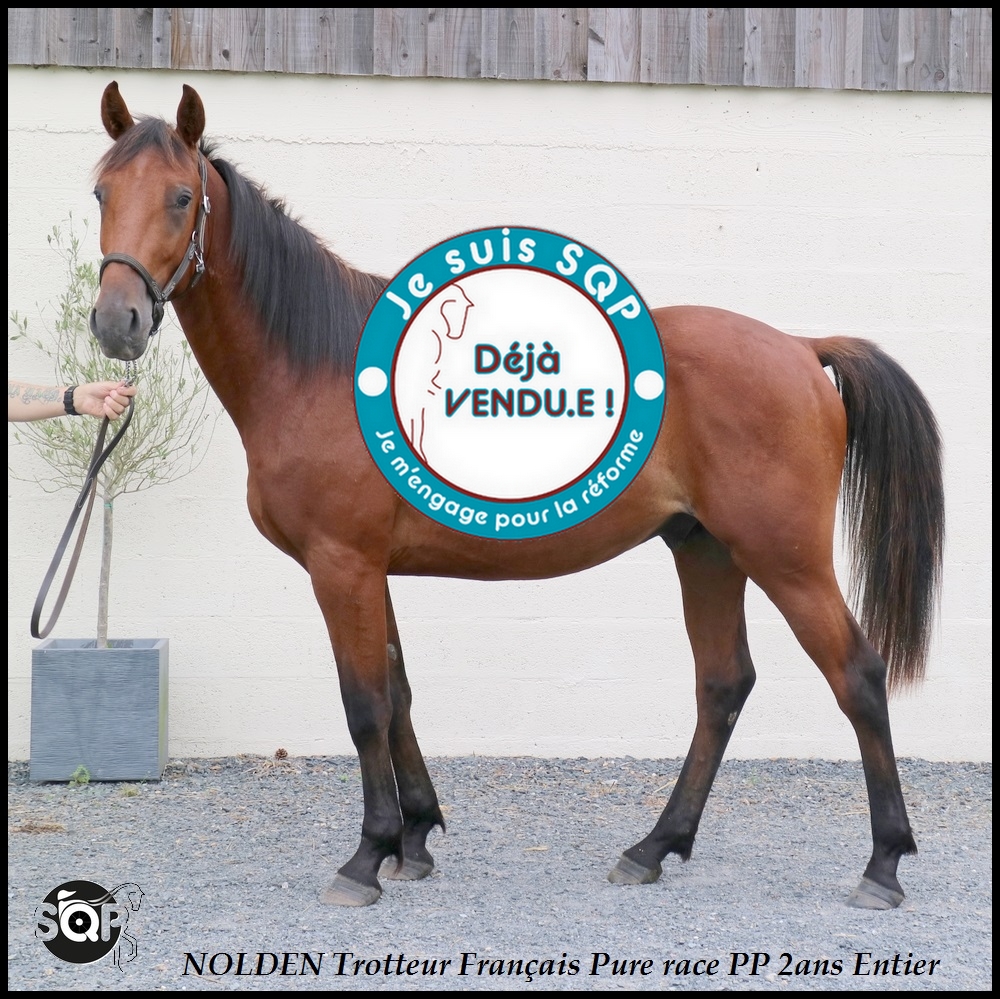 Lire la suite à propos de l’article « VENDU »NOLDEN Trotteur Français 2ans