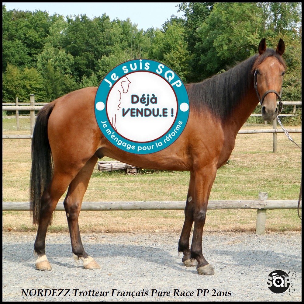 Lire la suite à propos de l’article « VENDU »NORDEZZ Trotteur Français 2ans