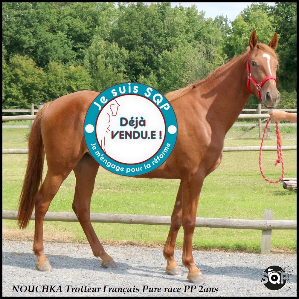 Lire la suite à propos de l’article « VENDUE »NOUCHKA Trotteur Français 2ans