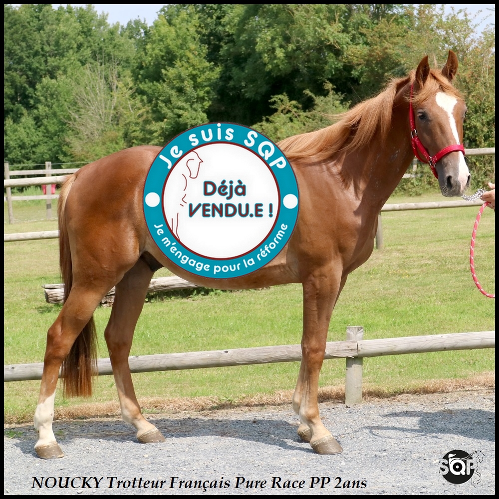 Lire la suite à propos de l’article « VENDU »NOUCKY Trotteur Français 2ans